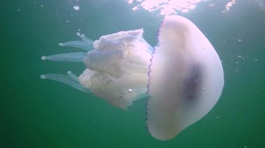 Floating in the thickness of the water (Rhizostoma pulmo), commonly known as the barrel jellyfish (Scyphomedusa), Black Sea