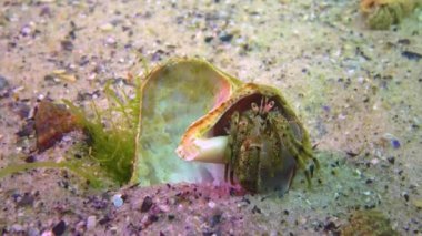 Münzevi yengeç (Diogenes pugilator), Karadeniz 'de, kırık bir yumuşakça kabuğunda yaşar.