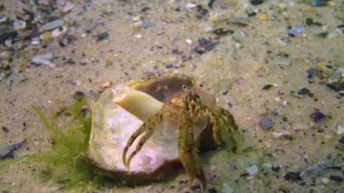 Münzevi yengeç (Diogenes pugilator), Karadeniz 'de, kırık bir yumuşakça kabuğunda yaşar.