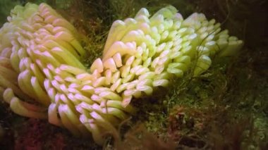 Yırtıcı yumuşakçaların kozaları, Karadeniz 'deki Rapana istilacısı. Karadeniz 'in Hayvanı