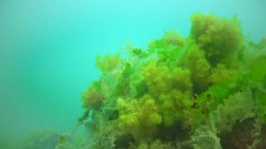 Su altı kayaları üzerinde yeşil ve kırmızı algler (Enteromorpha, Ulva, Seramium, Polisiphonia), Karadeniz