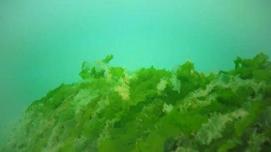 Su altı kayaları üzerinde yeşil ve kırmızı algler (Enteromorpha, Ulva, Seramium, Polisiphonia), Karadeniz