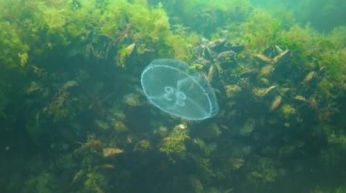 Aurelia aurita (Ay denizanası, Ay denizanası, yaygın olarak kullanılan adıyla Aurelia), Aurelia cinsinin yaygın olarak kullanılan bir türüdür.