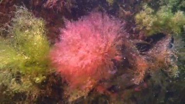 Kırmızı (Seramium) ve yeşil (Ulva, Cladophora) yosunları deniz tabanındaki kayalarda sallanır, Karadeniz