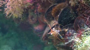 Rockpool karidesi (Palaemon elegans) deniz tabanındaki midyeler arasında saklanır, Karadeniz