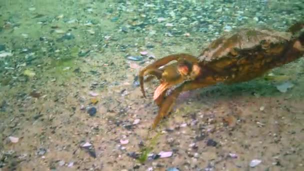 Zöld Rák Carcinus Aestuarii Egy Nőstény Tojásokkal Sétál Homokos Tengerfenéken — Stock videók