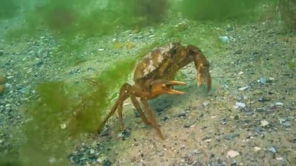 绿螃蟹 Carcinus Aestuarii 一只带着蛋的雌螃蟹 带着绿藻在沙质的海底行走 — 图库视频影像