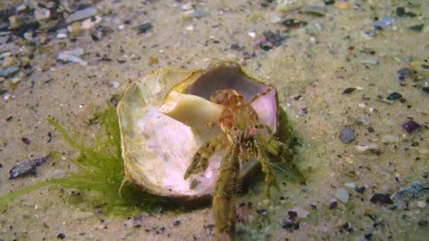 Hermit Crab Diogenes Pugilator Lever Ett Brutet Blötdjursskal Rapana Svarta — Stockvideo