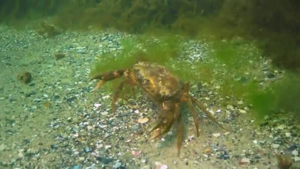Krab Zelený Carcinus Aestuarii Samice Vejci Kráčí Písčitém Mořském Dně — Stock video