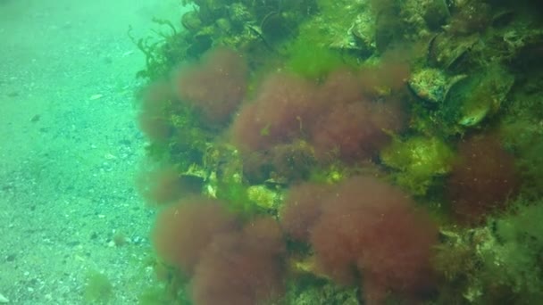 Talo Algas Vermelhas Ceramium Verdes Ulva Cladophora Oscila Sobre Rochas — Vídeo de Stock
