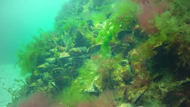 Talo Algas Vermelhas Ceramium Verdes Ulva Cladophora Oscila Sobre Rochas — Vídeo de Stock