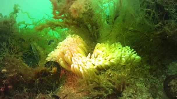 Kokony Drapieżnego Mięczaka Najeźdźcy Morzu Czarnym Rapana Venosa — Wideo stockowe