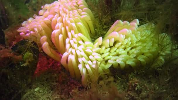 Kokony Drapieżnego Mięczaka Najeźdźcy Morzu Czarnym Rapana Fauna Morza Czarnego — Wideo stockowe