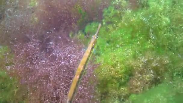 Black Striped Pipefish Syngnathus Abaster Thickets Seaweed Black Sea — Stock Video