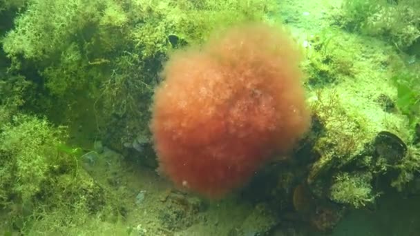 Das Thalli Aus Roten Ceramium Und Grünen Ulva Cladophora Algen — Stockvideo