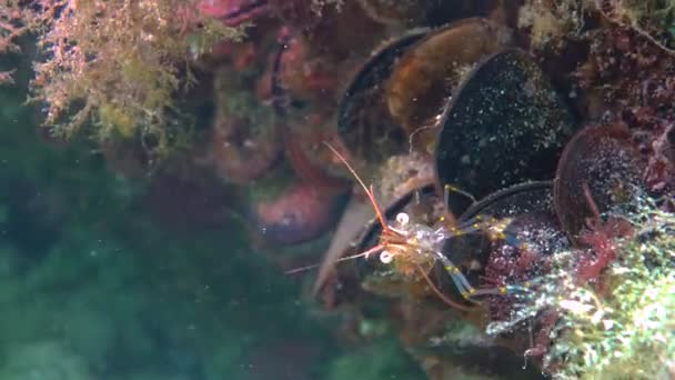 Rockpool Räkor Palemon Elegans Gömmer Sig Bland Musslor Havsbotten Svarta — Stockvideo