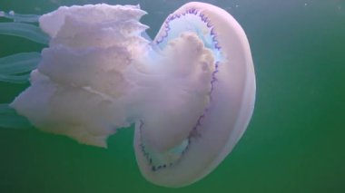Floating in the thickness of the water (Rhizostoma pulmo), commonly known as the barrel jellyfish (Scyphomedusa), Black Sea