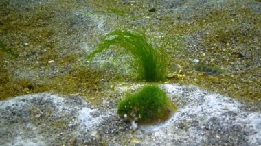 Deniz tabanında salınan yeşil algler (Enteromorpha, Ulva), Karadeniz