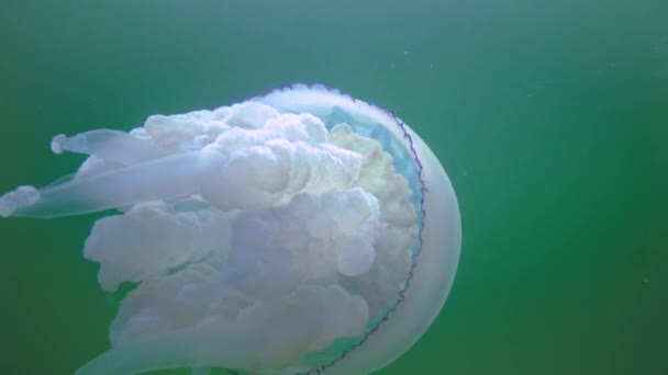 Floating Thickness Water Rhizostoma Pulmo Commonly Known Barrel Jellyfish Scyphomedusa — Video Stock
