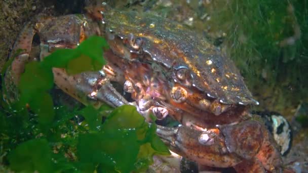 Nutrition Green Crab Carcinus Aestuarii Eating Another Species Crab Which — Stok Video