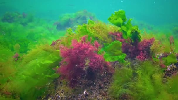Algas Verdes Vermelhas Rochas Subaquáticas Enteromorpha Ulva Ceramium Polisiphonia Mar — Vídeo de Stock