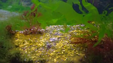 Su altı kayaları üzerinde yeşil ve kırmızı algler (Enteromorpha, Ulva, Seramium, Polisiphonia), Karadeniz