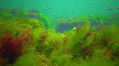 A flock of small fish (Atherina pontica) catches food above the thickets of green and red algae. Black Sea, Odessa Bay