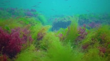 A flock of small fish (Atherina pontica) catches food above the thickets of green and red algae. Black Sea, Odessa Bay