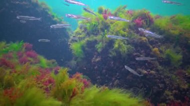 A flock of small fish (Atherina pontica) catches food above the thickets of green and red algae. Black Sea, Odessa Bay