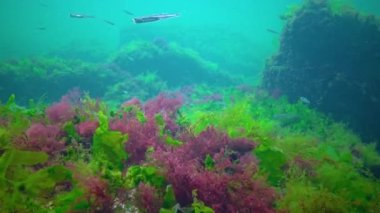 A flock of small fish (Atherina pontica) catches food above the thickets of green and red algae. Black Sea, Odessa Bay