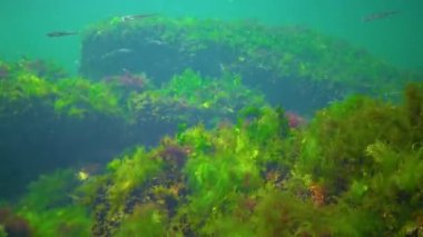A flock of small fish (Atherina pontica) catches food above the thickets of green and red algae. Black Sea, Odessa Bay