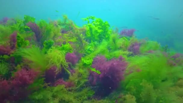 Grün Und Rotalgen Auf Unterwasserfelsen Enteromorpha Ulva Ceramium Polisiphonia Schwarzes — Stockvideo