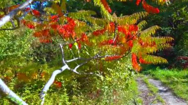 Botanik bahçesindeki zehirli bitki Sumac 'ın (Anacardiaceae) kırmızı sonbahar yaprakları