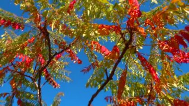 Botanik bahçesindeki zehirli bitki Sumac 'ın (Anacardiaceae) kırmızı sonbahar yaprakları