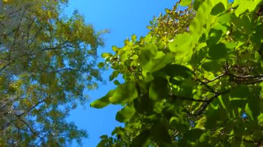 Kameranın yumuşak hareketi ağaçların altına dallarda yapraklarla bakıyor.