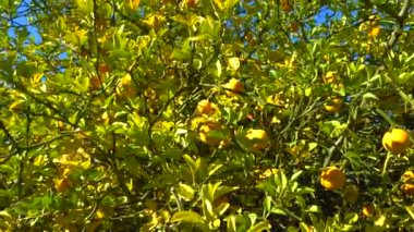 Ağaçta olgun meyveler (Citrus trifoliata, Poncirus trifoliata) 