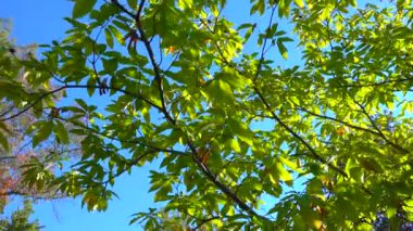 (Botanik bahçesindeki tatlı kestane, İspanyol kestanesi (Fagaceae)