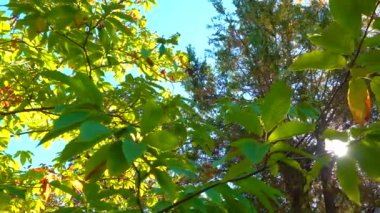 (Botanik bahçesindeki tatlı kestane, İspanyol kestanesi (Fagaceae)