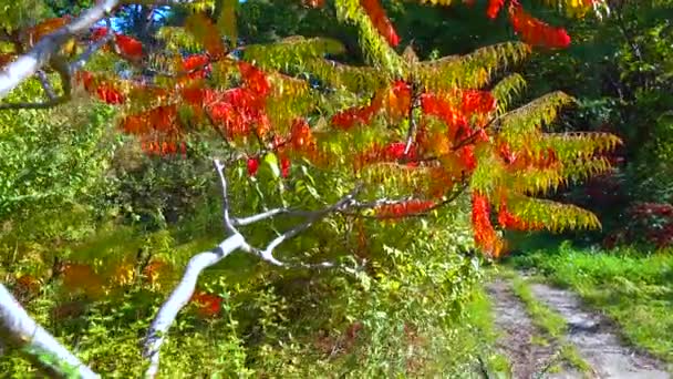 Κόκκινα Φθινοπωρινά Φύλλα Του Δηλητηριώδους Φυτού Sumac Anacardiaceae Στον Βοτανικό — Αρχείο Βίντεο