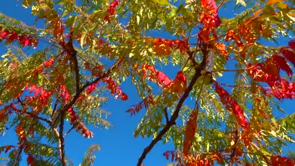 Red Autumn Leaves Poisonous Plant Sumac Anacardiaceae Botanical Garden — Stock Video