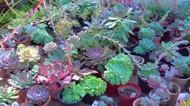 Différents Types Plantes Succulentes Tropicales Dans Une Serre Dans Jardin — Video