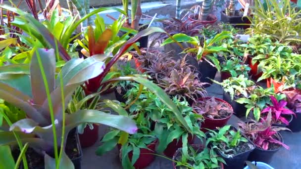 Různé Druhy Sukulentů Tropických Rostlin Skleníku Botanické Zahradě — Stock video