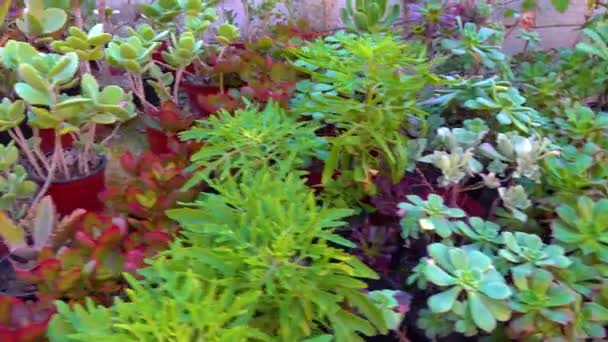 Différents Types Plantes Succulentes Tropicales Dans Une Serre Dans Jardin — Video