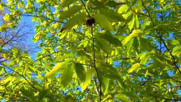 Castanea Sativa Sweet Chestnut Spanish Chestnut Fagaceae Botanical Garden — Stock Video