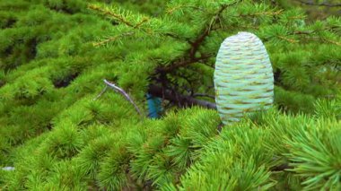 Yeşil iğnelerden oluşan bir arka planda bir koni Lübnan sedir (Cedrus libani)
