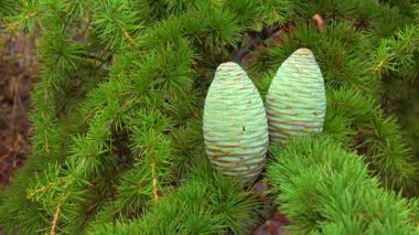 Yeşil iğnelerden oluşan bir arka planda bir koni Lübnan sedir (Cedrus libani)