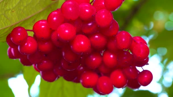 Červené Bobule Jedlých Léčivých Viburnum Pozadí Zelených Listů — Stock video