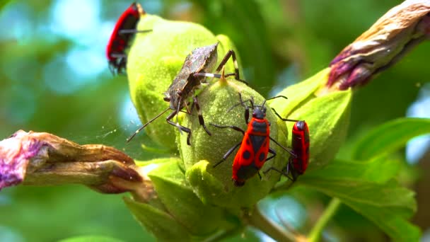 Firebug Pyrrhocoris Apterus Insekter Suger Juice Från Malva Frukt — Stockvideo