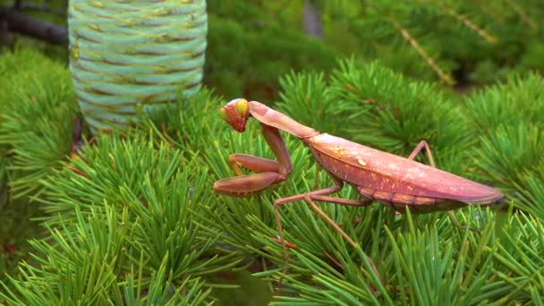食肉动物捕食昆虫 欧洲螳螂 Mantis Religious Osa 是一种大型昆虫 生活在曼蒂达家族中 — 图库视频影像
