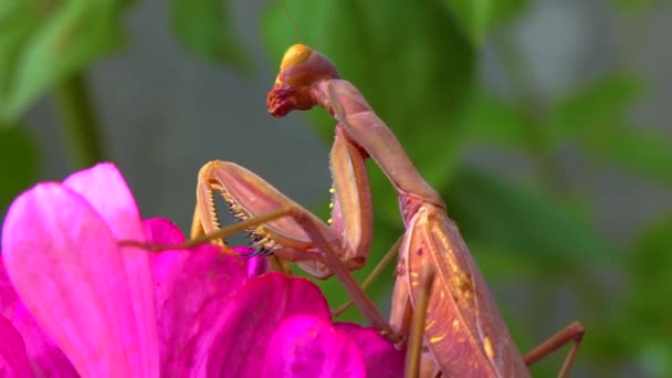 プレデターは昆虫を捕食する ヨーロッパのマンティス Mantis Ligiosa マンティデー家の大きな昆虫です — ストック動画